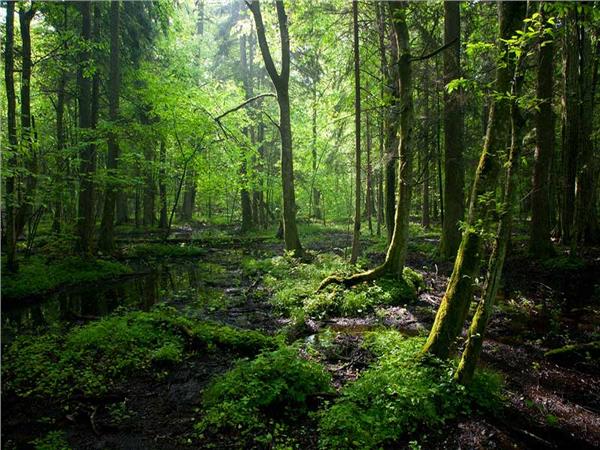 Nature Scenery 037 Wallpaper by MywallpaperSho