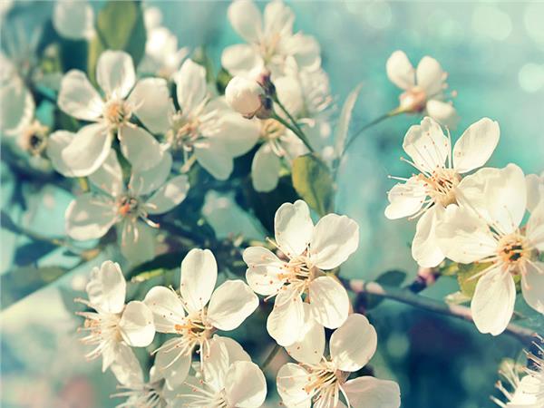 Flower Design 037 Wallpaper by MywallpaperSho
