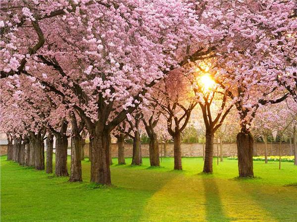 Nature Scenery 038 Wallpaper by MywallpaperSho