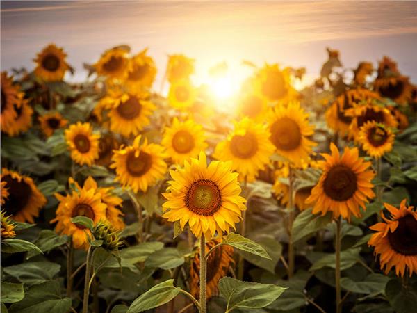 Flower Design 038 Wallpaper by MywallpaperSho