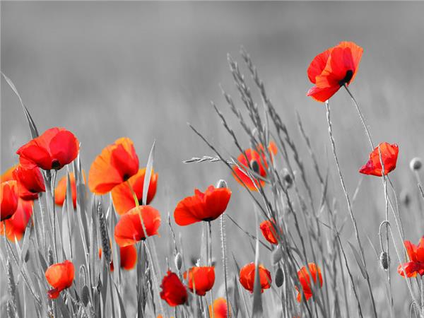 Flower Design 039 Wallpaper by MywallpaperSho