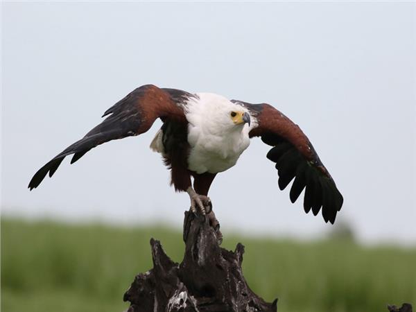 Eagle Scene 039 Wallpaper by MywallpaperSho