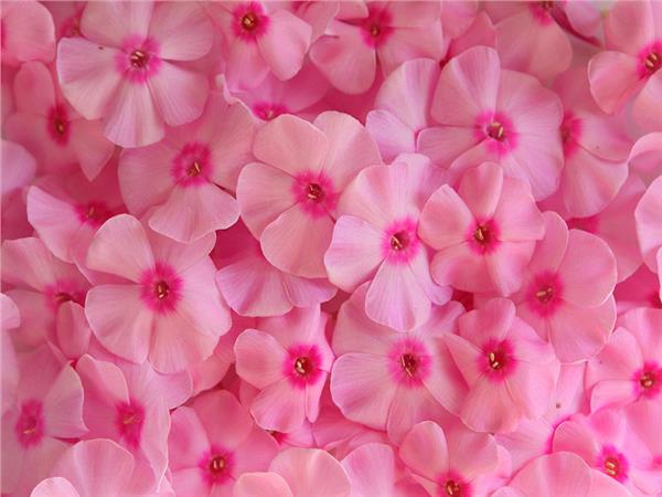 Flower Design 040 Wallpaper by MywallpaperSho