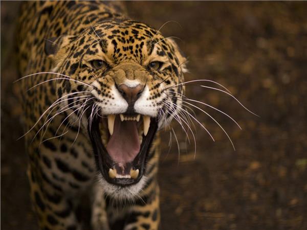 Leopar Scene 041 Wallpaper by MywallpaperSho