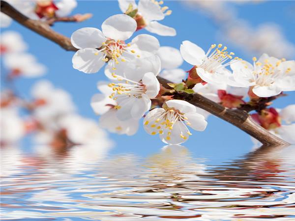 Flower Design 041 Wallpaper by MywallpaperSho