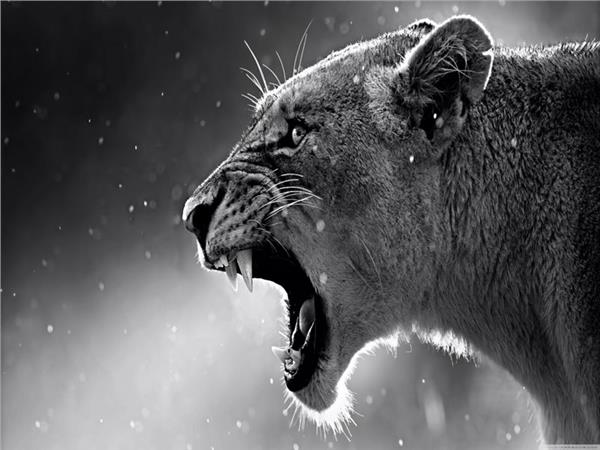 Puma Scene 042 Wallpaper by MywallpaperSho
