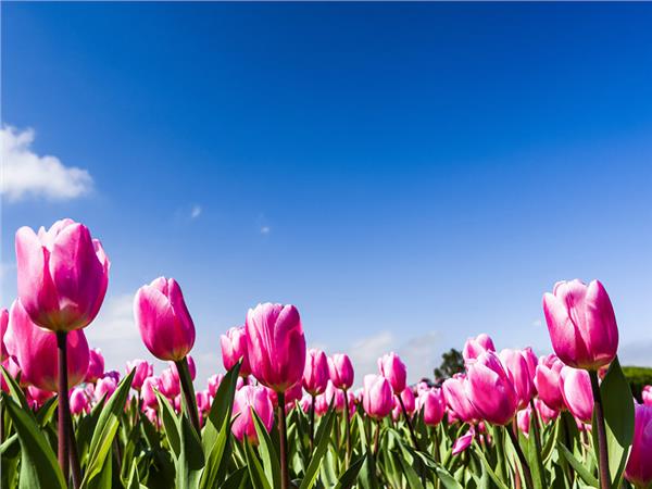 Flower Design 042 Wallpaper by MywallpaperSho