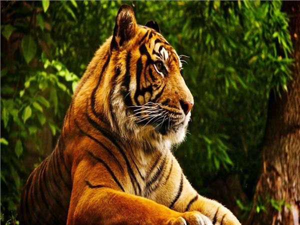 Tiger Scene 043 Wallpaper by MywallpaperSho