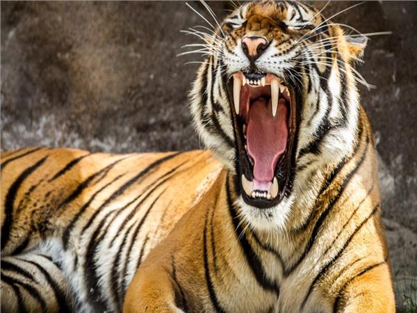 Tiger Scene 044 Wallpaper by MywallpaperSho