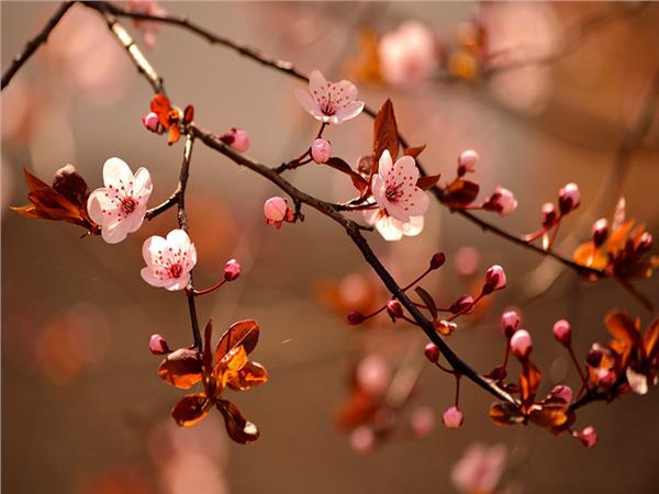 Flower Design 044 Wallpaper by MywallpaperSho