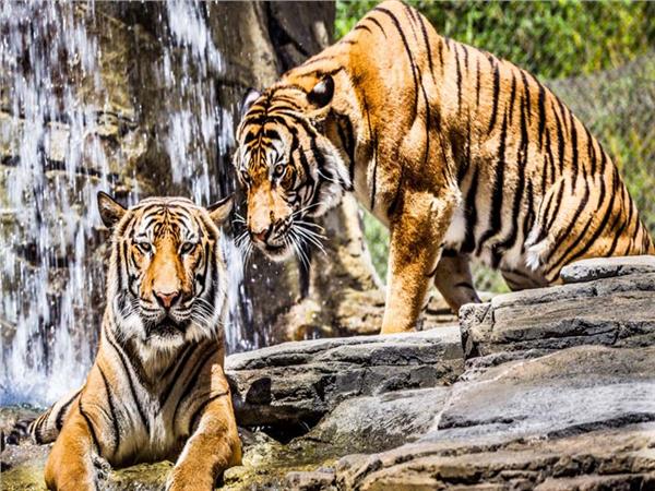 Tiger Scene 045 Wallpaper by MywallpaperSho