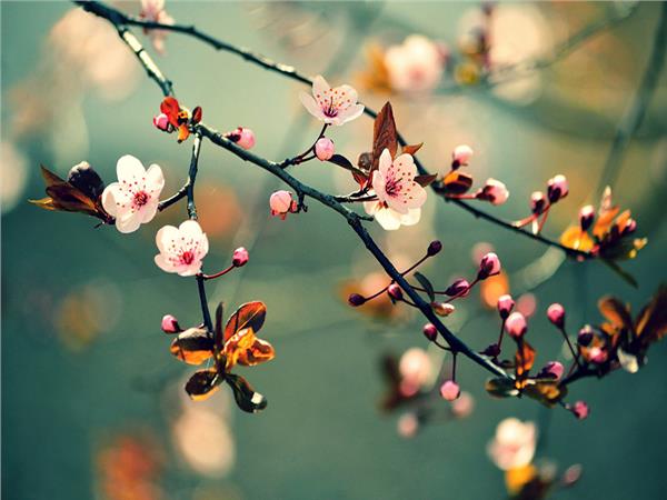 Flower Design 045 Wallpaper by MywallpaperSho