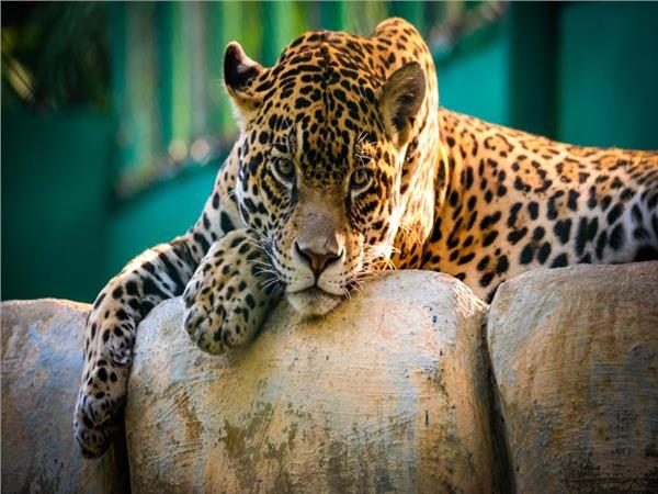 Leopar Scene 046 Wallpaper by MywallpaperSho