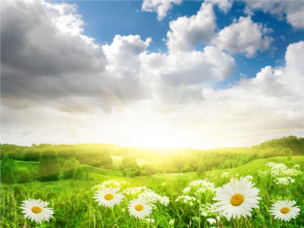 Flower Design 046 Wallpaper by MywallpaperSho