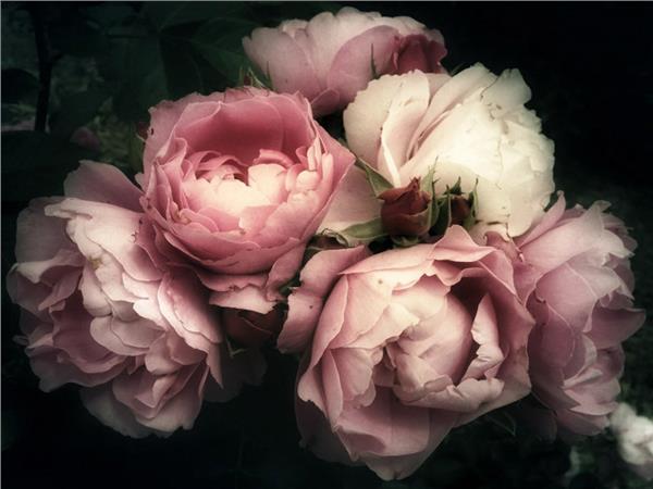 Flower Design 101 Wallpaper by MywallpaperShop