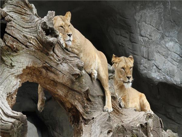 Lion Scene 047 Wallpaper by MywallpaperSho