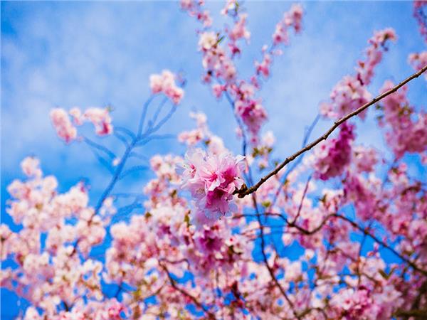 Flower Design 047 Wallpaper by MywallpaperSho