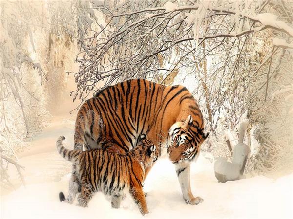 Tiger Scene 048 Wallpaper by MywallpaperSho