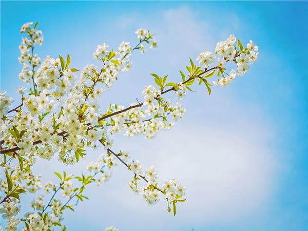 Flower Design 048 Wallpaper by MywallpaperSho