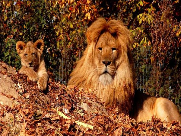 Lion Scene 049 Wallpaper by MywallpaperSho