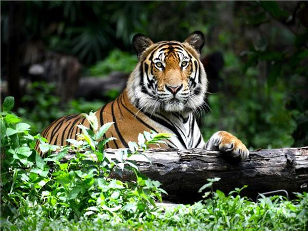 Tiger Scene 050 Wallpaper by MywallpaperSho