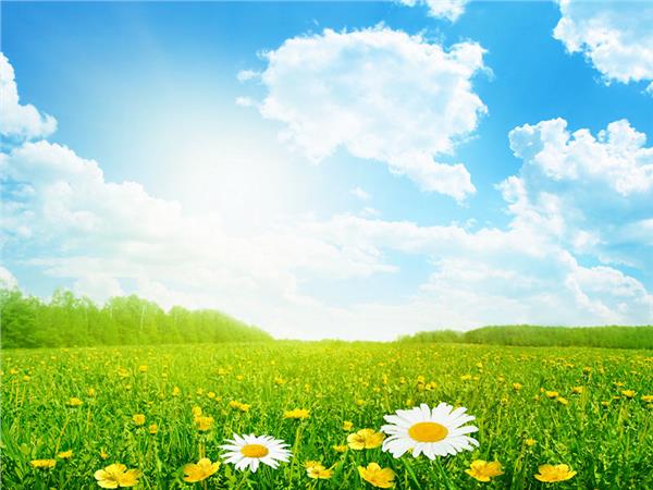 Flower Design 050 Wallpaper by MywallpaperSho