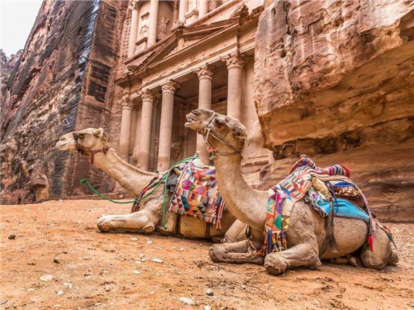 Camel Scene 051 Wallpaper by MywallpaperSho