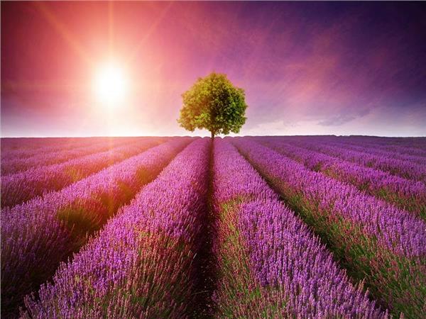 Flower Design 051 Wallpaper by MywallpaperSho