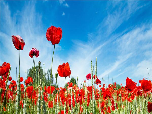 Flower Design 052 Wallpaper by MywallpaperSho