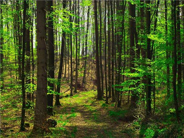 Nature Scenery 053 Wallpaper by MywallpaperSho