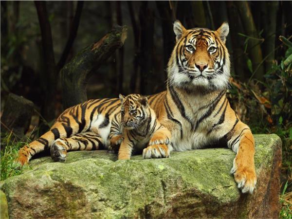 Tiger Scene 053 Wallpaper by MywallpaperSho