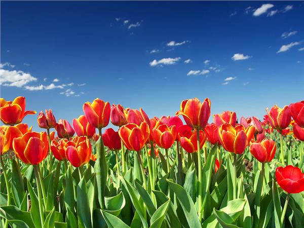 Flower Design 053 Wallpaper by MywallpaperSho