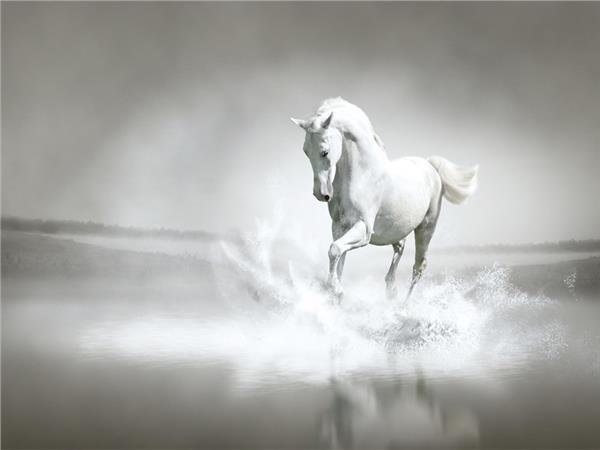 White Horse Scene 055 Wallpaper by MywallpaperSho
