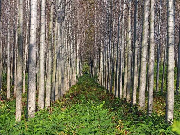 Nature Scenery 056 Wallpaper by MywallpaperSho