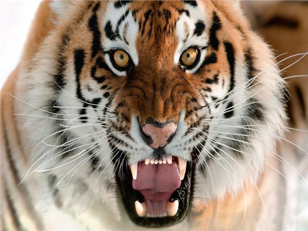 Tiger Scene 056 Wallpaper by MywallpaperSho