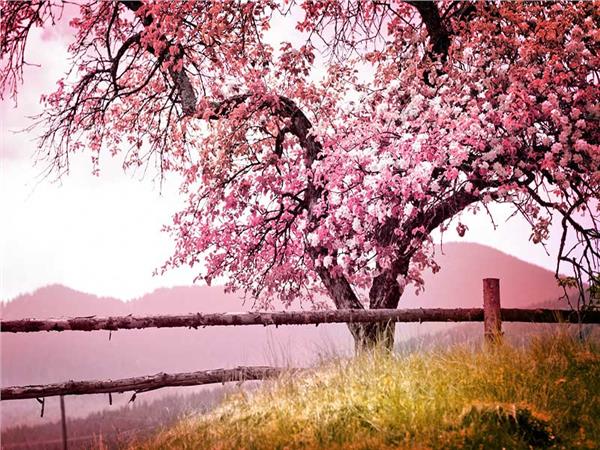 Flower Design 056 Wallpaper by MywallpaperSho