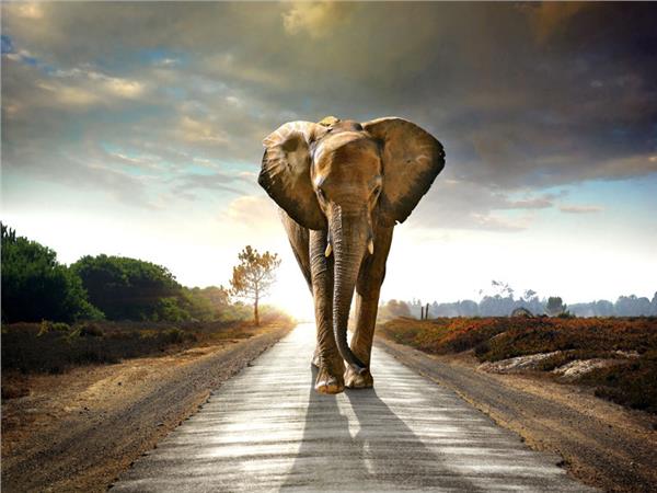 Elephant Scene 057 Wallpaper by MywallpaperSho