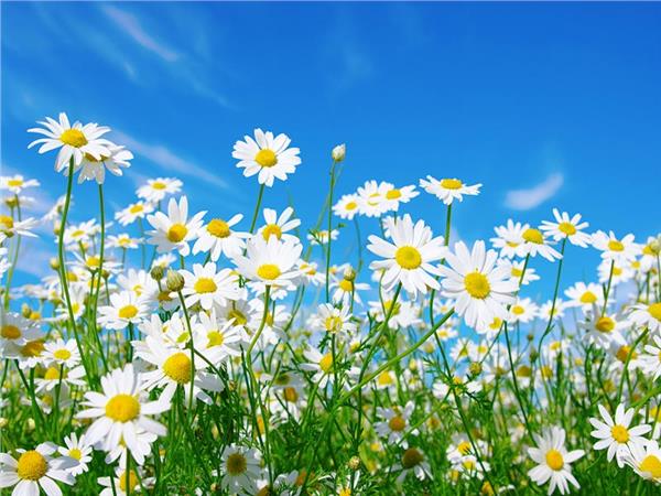 Flower Design 057 Wallpaper by MywallpaperSho