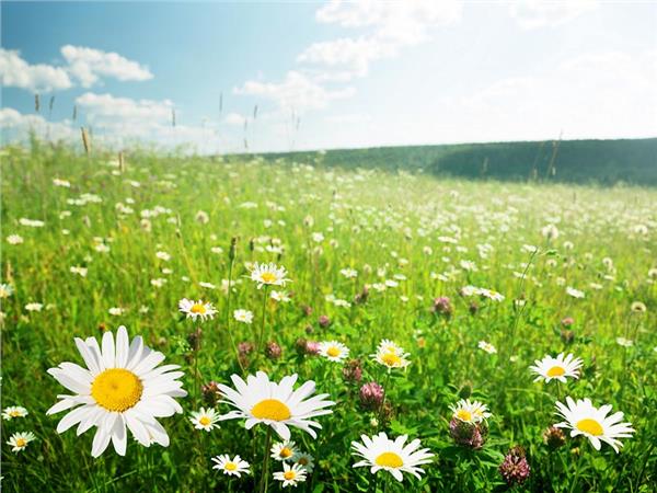 Flower Design 058 Wallpaper by MywallpaperSho