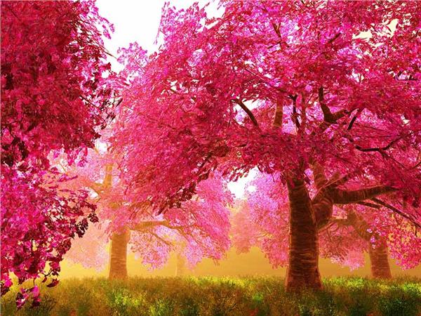 Nature Scenery 059 Wallpaper by MywallpaperSho