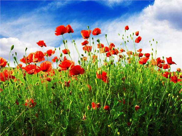 Flower Design 059 Wallpaper by MywallpaperSho