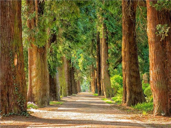 Nature Scenery 060 Wallpaper by MywallpaperSho