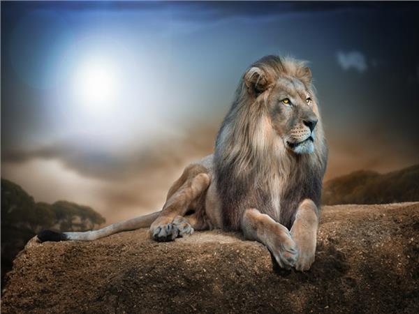 Lion Scene 060 Wallpaper by MywallpaperSho
