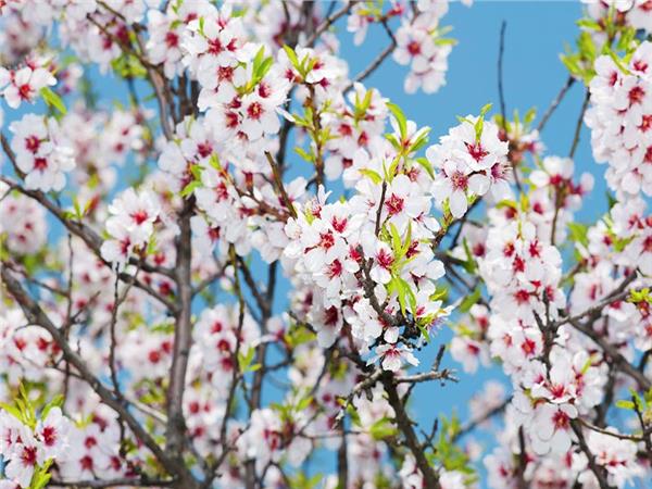 Flower Design 060 Wallpaper by MywallpaperSho