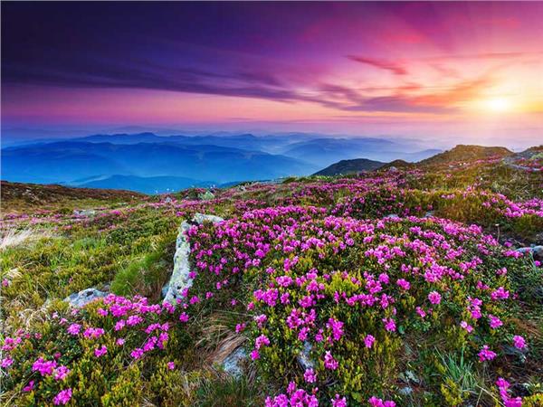 Flower Design 061 Wallpaper by MywallpaperSho