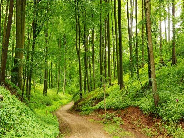 Nature Scenery 063 Wallpaper by MywallpaperSho