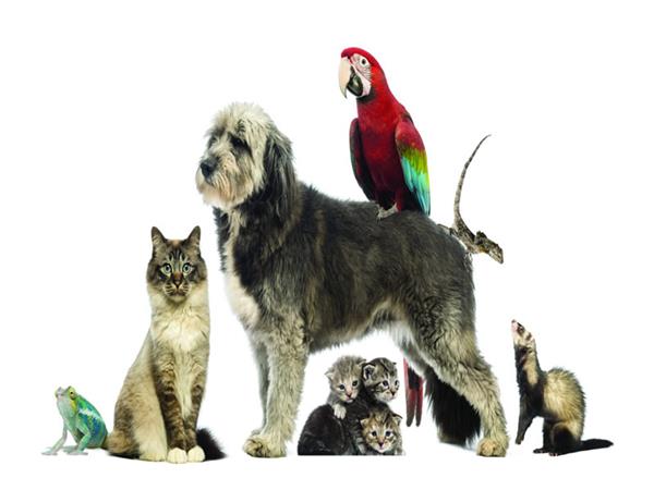 Domestic Animals Pets 063 Wallpaper by MywallpaperSho