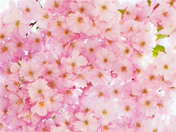 Flower Design 063 Wallpaper by MywallpaperSho