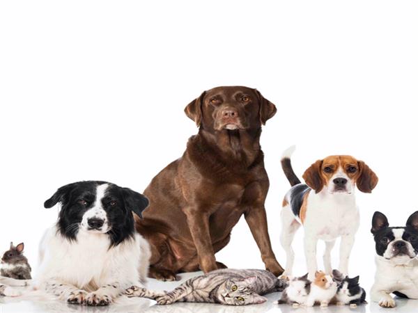 Domestic Animals Pets 064 Wallpaper by MywallpaperSho