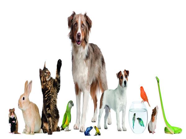 Domestic Animals Pets 065 Wallpaper by MywallpaperSho